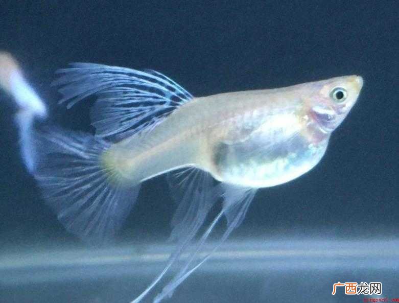 孔雀鱼形态特征有哪些