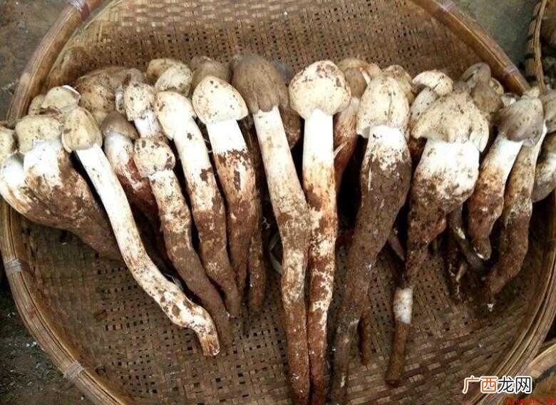 鸡枞菌煮多长时间能熟 鸡枞菌煮多长时间