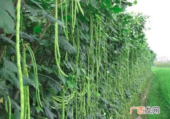 豇豆怎么做好吃