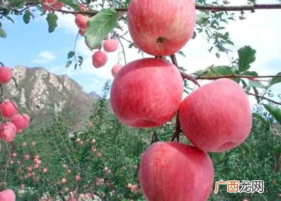 什么时候吃苹果最好 空腹吃苹果好吗