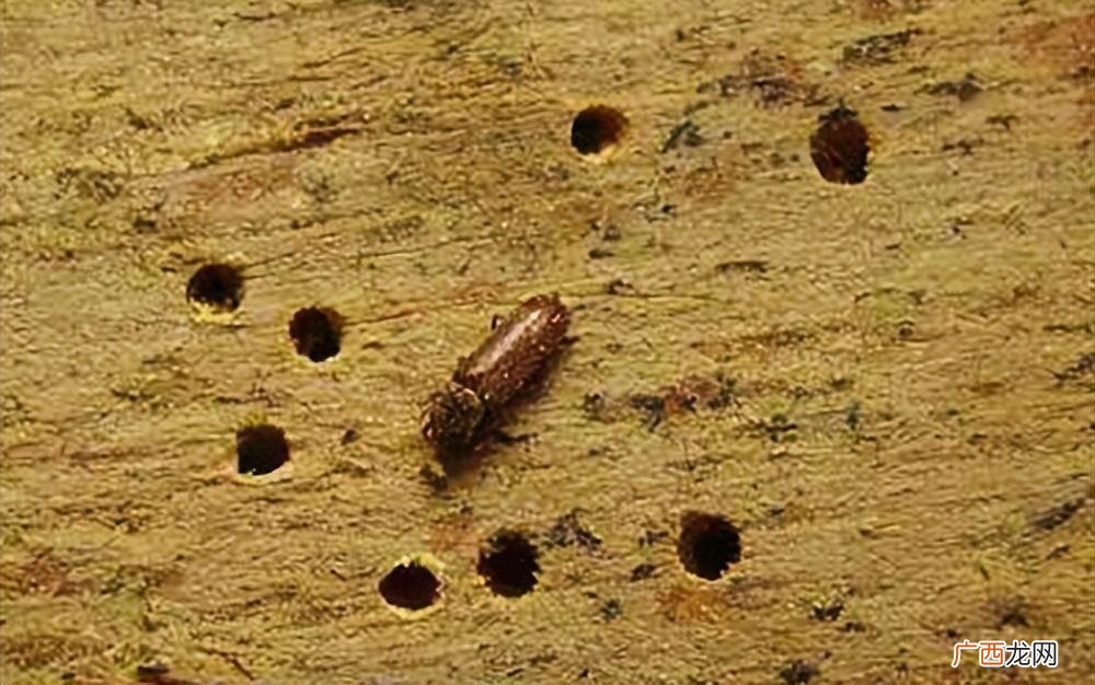 怎么彻底消灭房间内的皮蠹虫 家里小蠹虫怎么根除