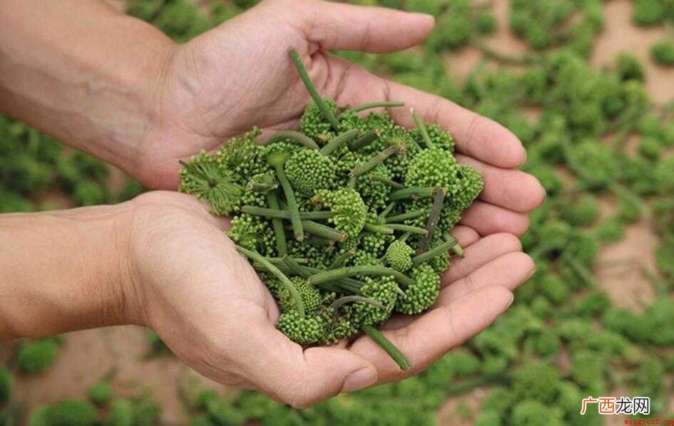 三七花和田七花一样吗