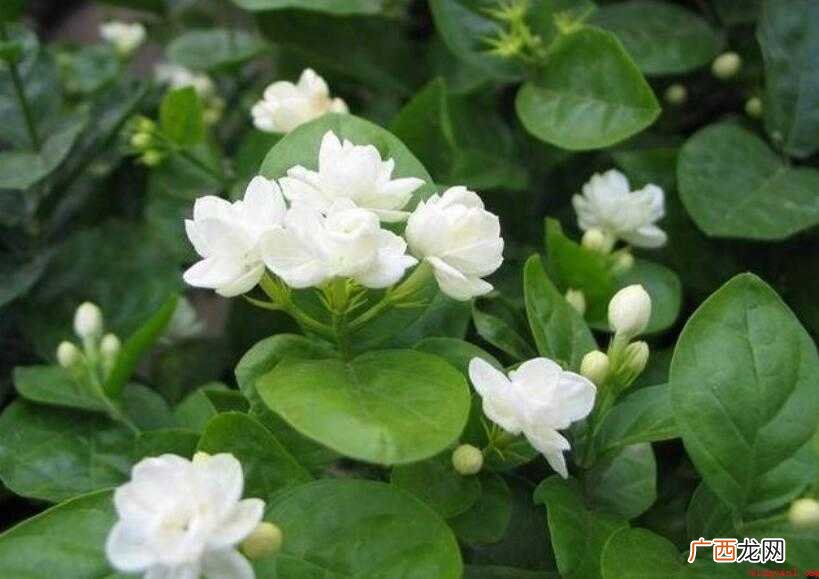 茉莉的唯美短句有哪些 茉莉花的唯美短句有哪些