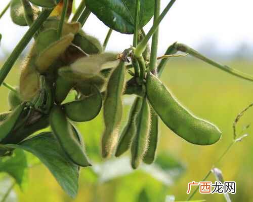 毛豆的营养价值和功效 毛豆的营养价值