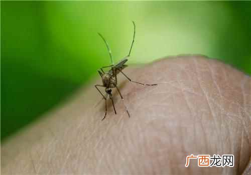 容易被蚊子咬的原因是什么 吃什么容易被蚊子咬