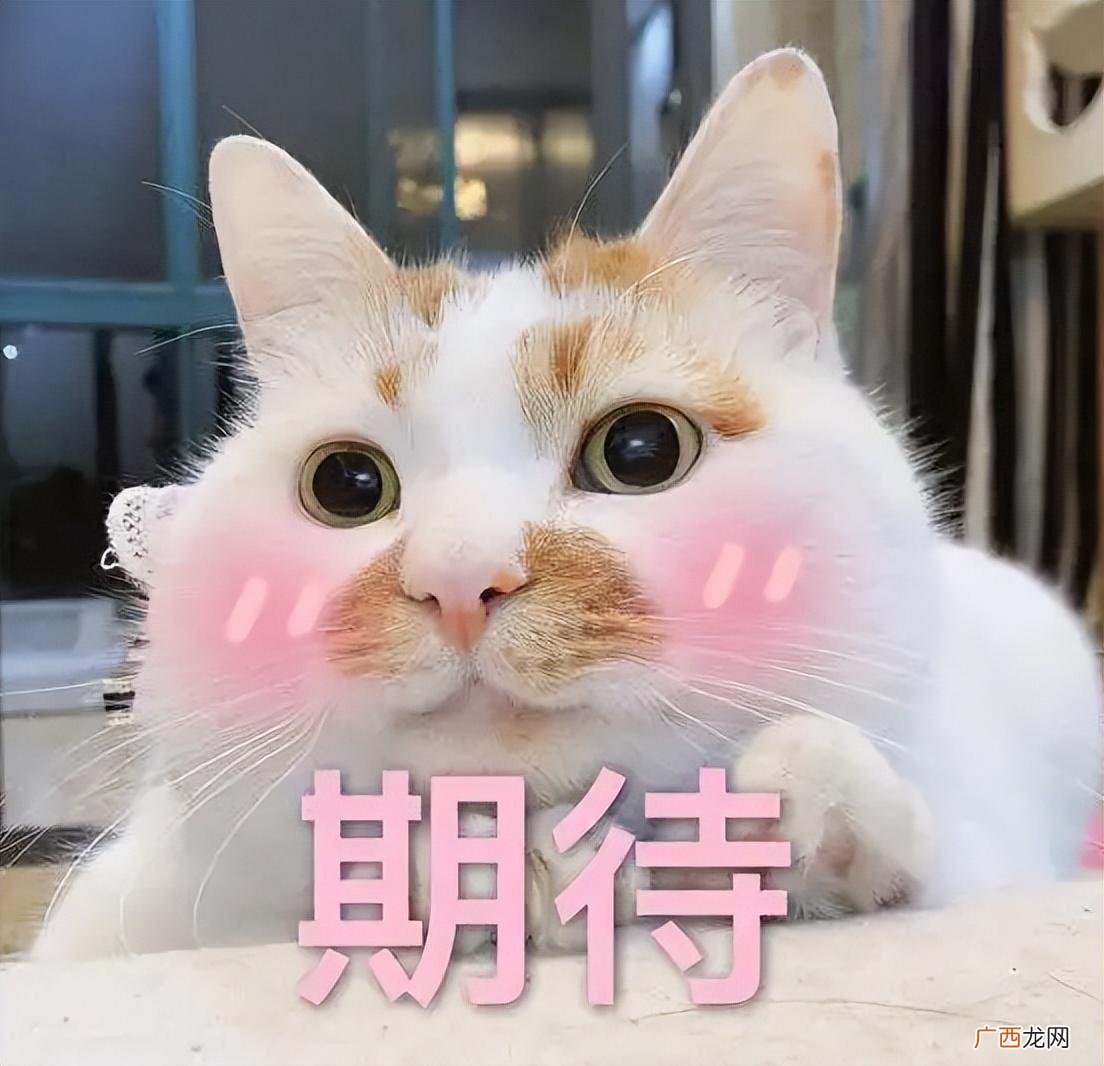 适合女生养的猫咪新手 什么猫适合新手女生养
