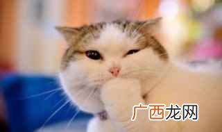 如何让猫咪喜欢你粘着你 如何让猫咪喜欢你