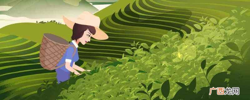 高山茶是什么茶 高山绿茶是哪里产的
