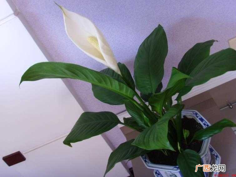 一帆风顺花怎么养