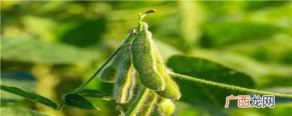 大豆种植时间和方法是什么 大豆种植时间和方法