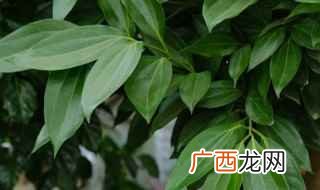 养殖平安树需要注意什么 平安树怎么养护