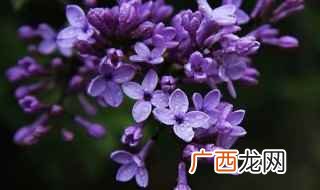 温脾胃、降逆气、补肾助阳、行气止痛、健胃助消化、驱虫的功效 丁香有什么功效与作用