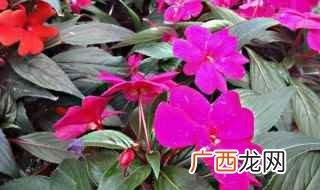凤仙花的花有什么特点和用途 凤仙花的花有什么特点