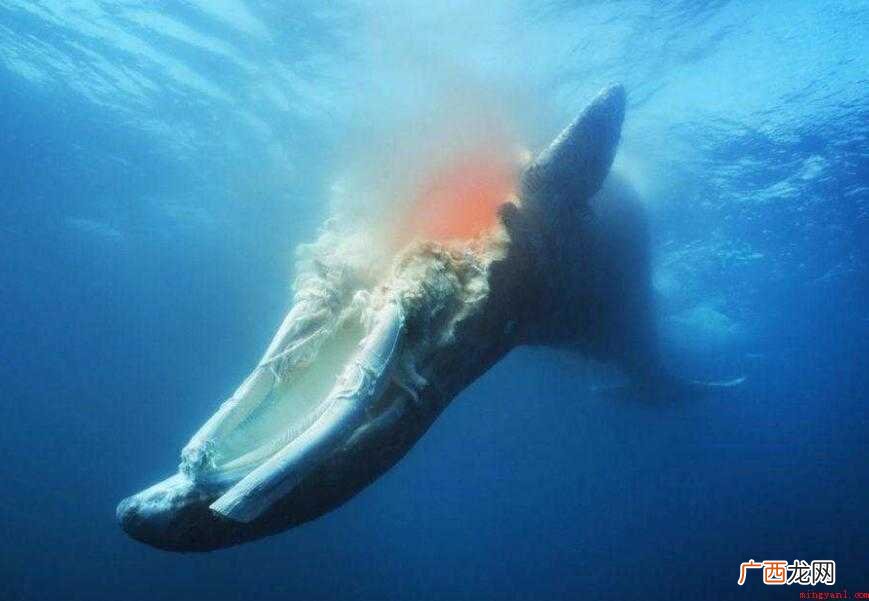 在北太平洋深海中,至少有43个种类的12490个生物体是依靠
