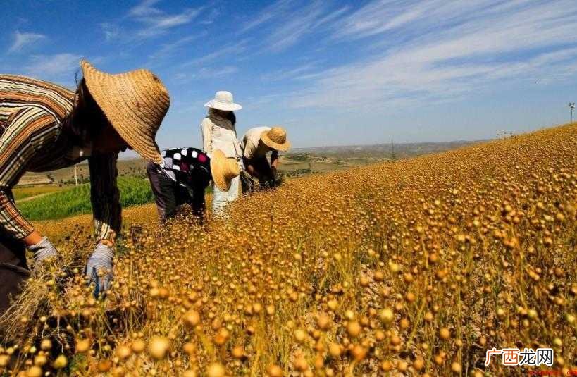 三农指的是哪三农