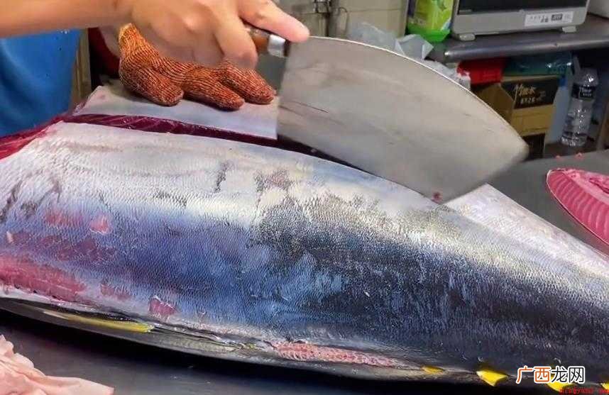 金枪鱼族形态特征有哪些