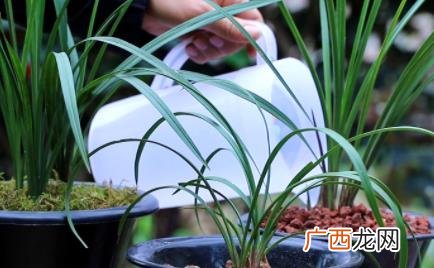 兰花叶子发黄干枯要剪吗图片 兰花叶子发黄干枯要剪吗