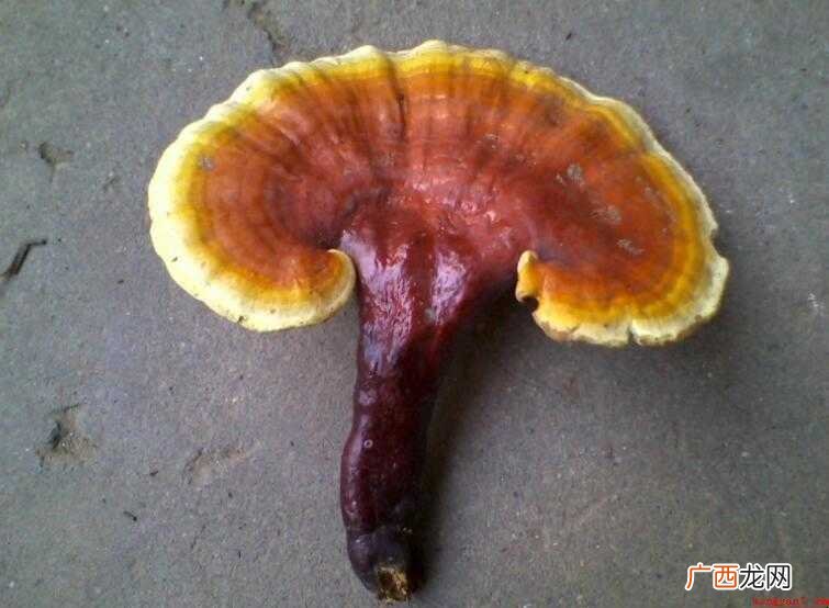 灵芝怎么吃,灵芝的做法 灵芝怎么吃