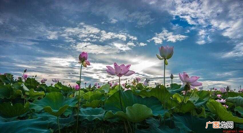 映日荷花别样红是什么意思