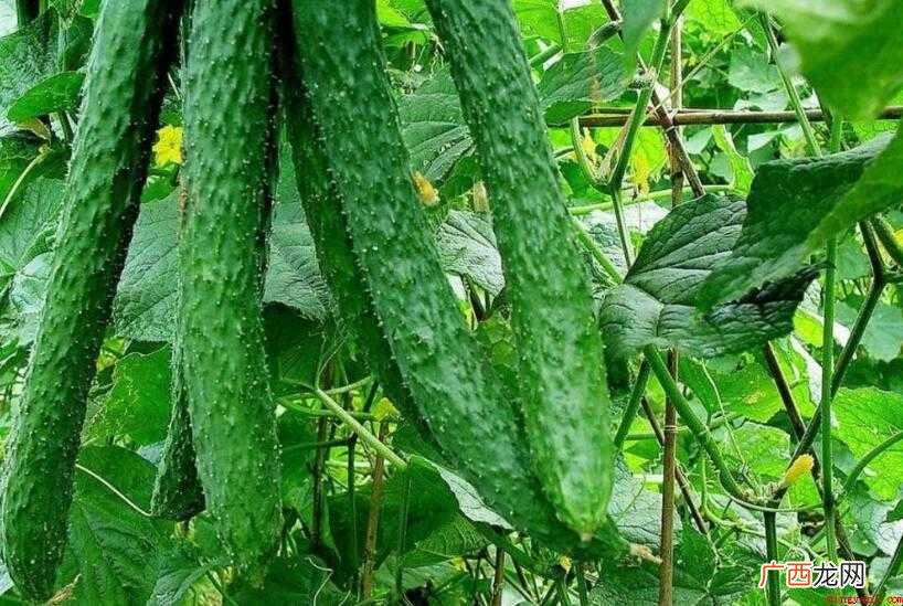 一个黄瓜多少热量内容介绍 一个黄瓜多少热量