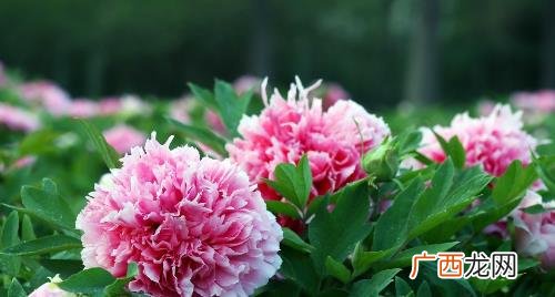 芍药花和牡丹有什么区别 芍药花是牡丹的一种吗