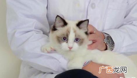 第一次养猫的新手怎么观察猫咪 新手买猫怎么观察