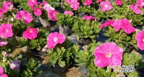 矮牵牛徒长如何修剪 矮牵牛花开花时怎么修剪