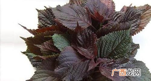 紫苏酱哪个牌子好吃 紫苏酱怎么做好吃又简单