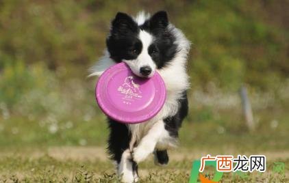 边牧毛发不长是什么原因 边牧什么时候开始长毛