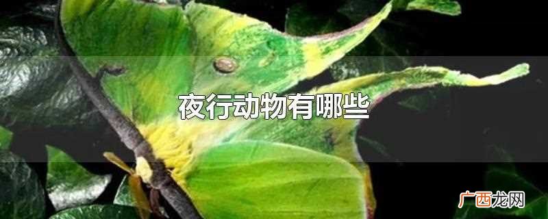 常见的夜行性动物有哪些 夜行动物有哪些