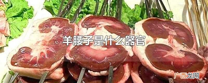 羊腰子是哪个部位 羊腰子是什么器官