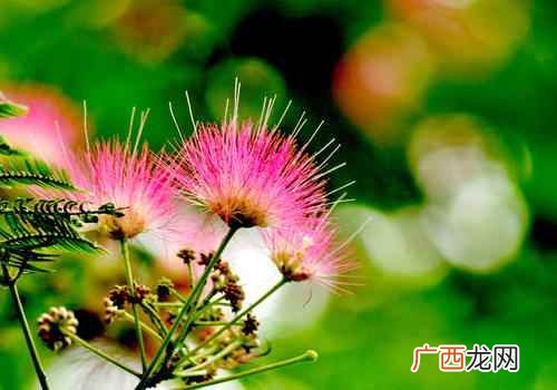 合欢花的功效与作用及禁忌症 合欢花的功效与作用及禁忌