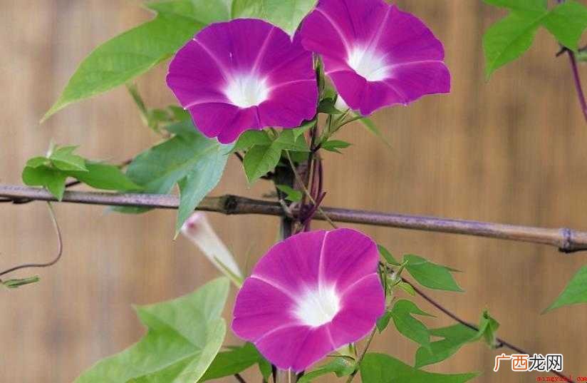 牵牛花语是什么 感兴趣的网友们 牵牛花花语是什么