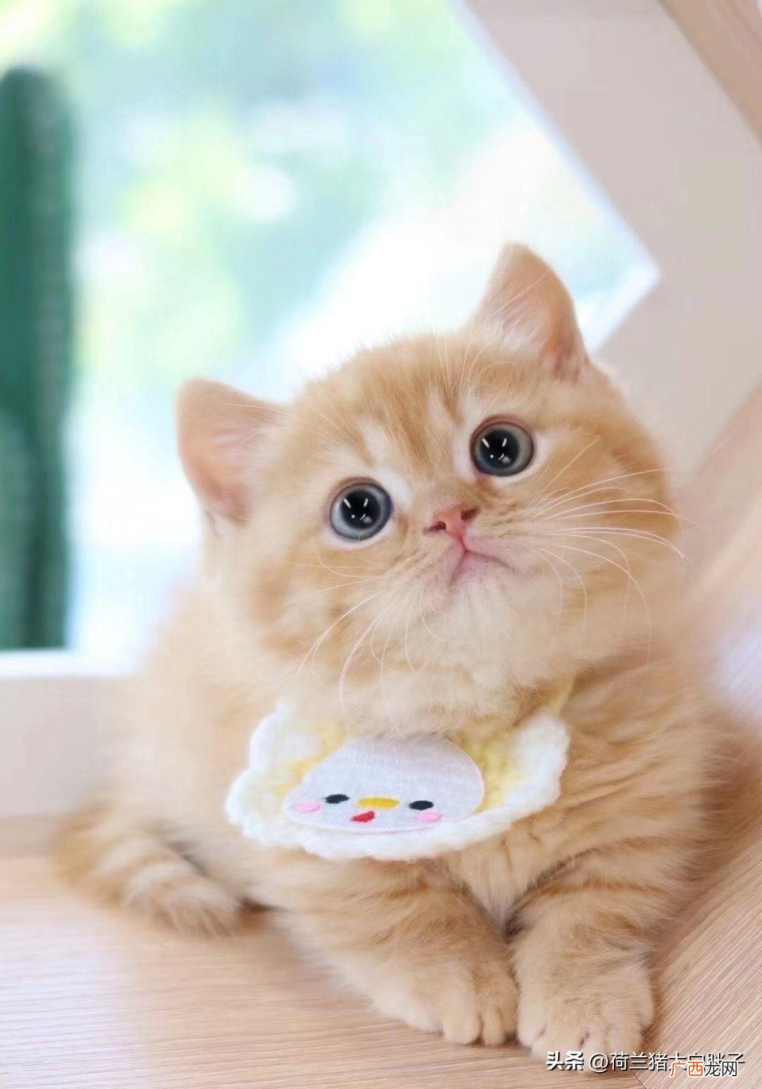 是什么原因 猫咪便血精神很好食欲也很好