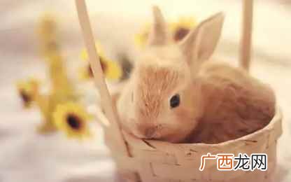 出生在2023年农历六月的属兔人 2023年几月份的兔宝宝最好命