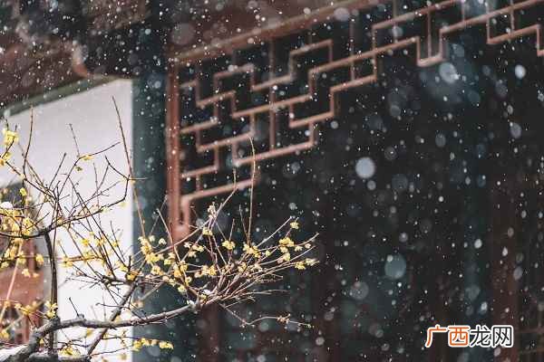王安石梅花翻译及赏析 王安石梅花翻译