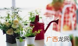 2019年最适合家居生活的几种美食 属蛇与属马种植物招财又旺宅