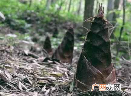 春笋和木耳能一起炒吗 春笋能和木耳一起炒吗