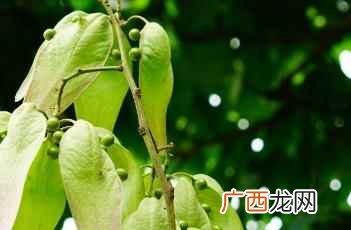 梧桐花开 梧桐