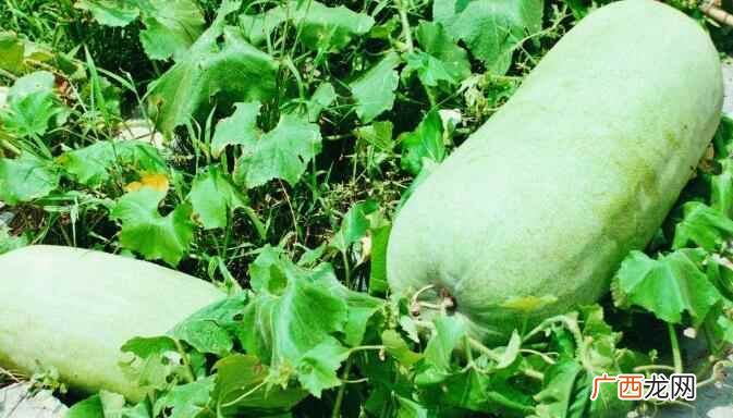 冬瓜有好几个品种 冬瓜的种类
