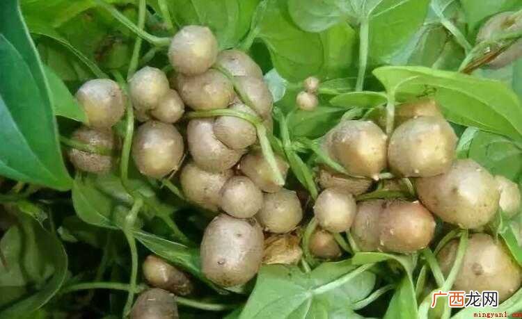 山药豆发芽能吃吗