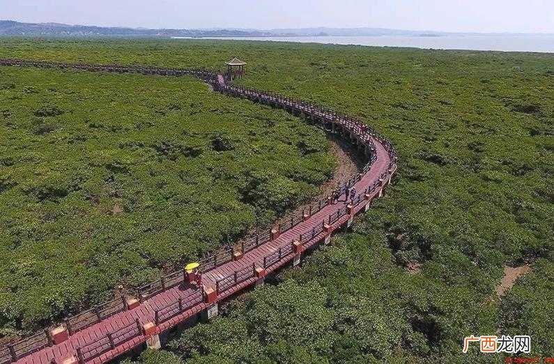 红树林在中国分布的最北地带是哪个省