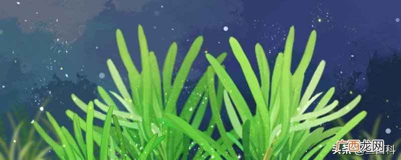 鱼缸壁上的绿苔的7大治理方法 鱼缸长绿色青苔怎么办