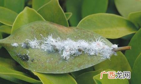蚧壳虫产生的原因 蚧壳虫的解决办法