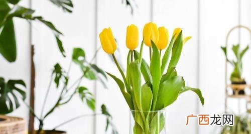 水培郁金香多久发芽开花 水培郁金香发芽到开花要多久