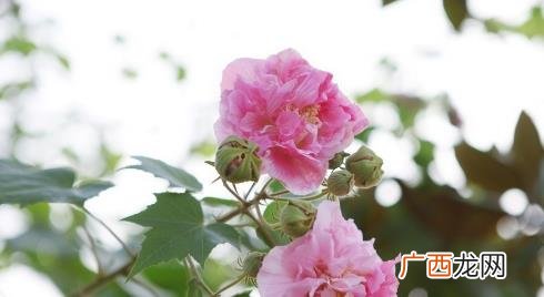 芙蓉花一年四季都开吗 芙蓉花是冬天开的吗