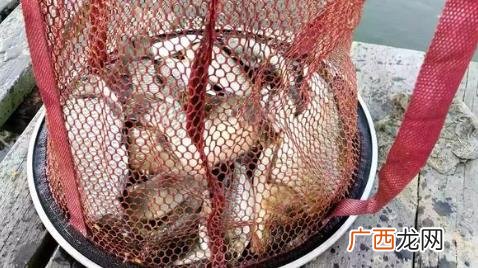 正规品牌鱼钩在哪买比较好 闲鱼上的品牌鱼钩怎么样
