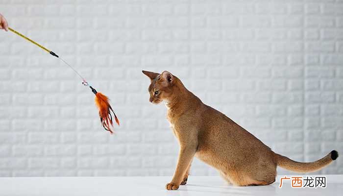 狗猫猴三者特点分别列举 狗猫猴这些动物有什么特点