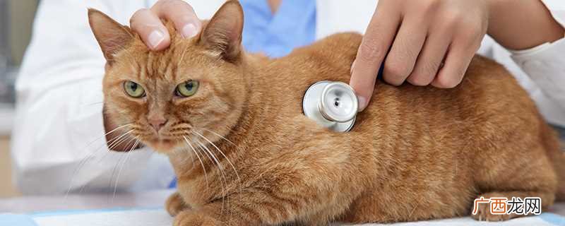 狗猫猴三者特点分别列举 狗猫猴这些动物有什么特点
