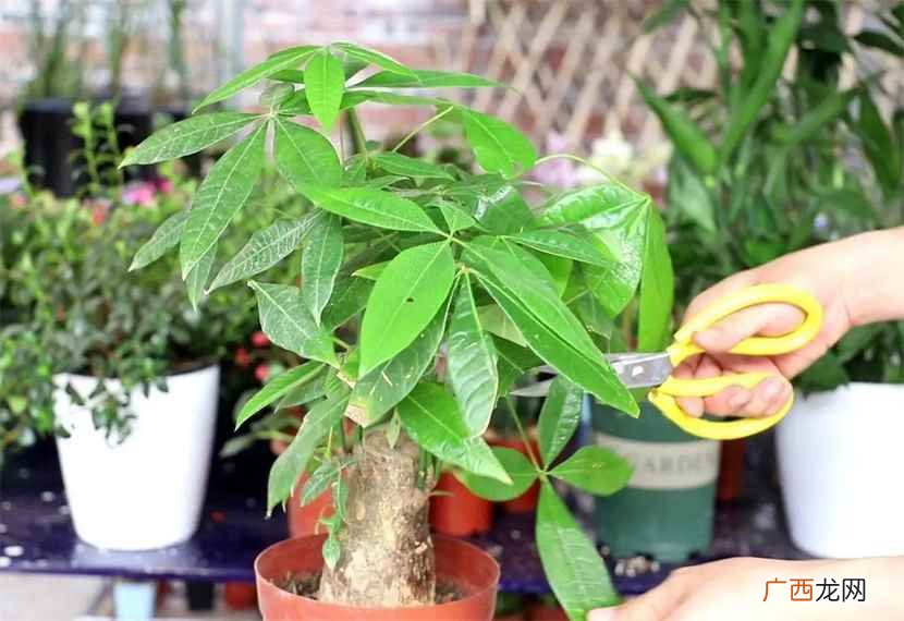 水仙花放在全屋正中的地方催财效果是最好的 室内适合养什么花